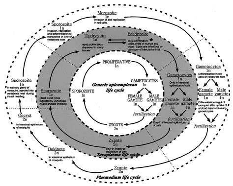 Apicomplexan Life Cycle