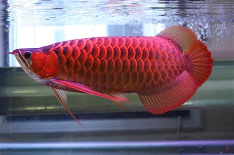 Get the best price on Red arowana for sale with 100% delivery guaranteed