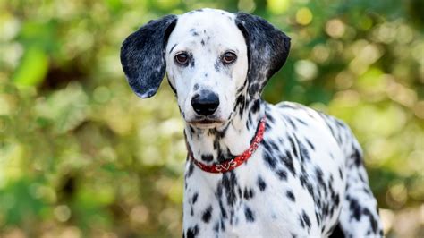 Dalmatian: Breed profile | PetsRadar