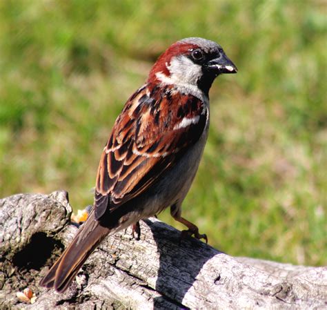 House Sparrow - Birds Wiki