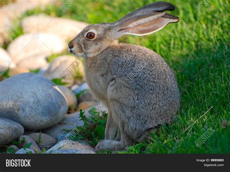 Jackrabbit Image & Photo | Bigstock