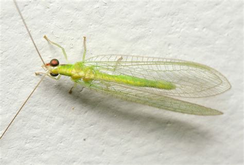 Green Lacewing (Chrysopidae family )