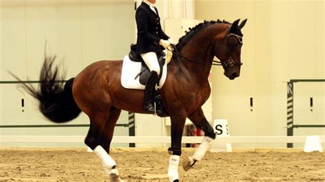 Petition · British Dressage, British Horse Society, British Riding Clubs, British Eventing ...