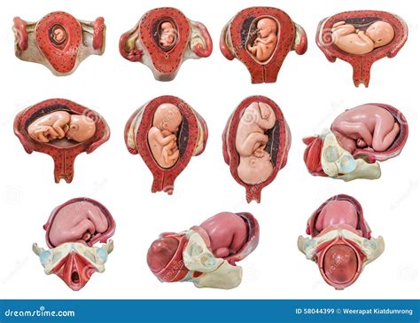 Pregnancy Stages Month By Month For Twins