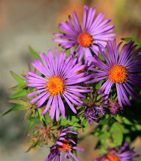 Purple and orange flowers stock image. Image of asterales - 3247819