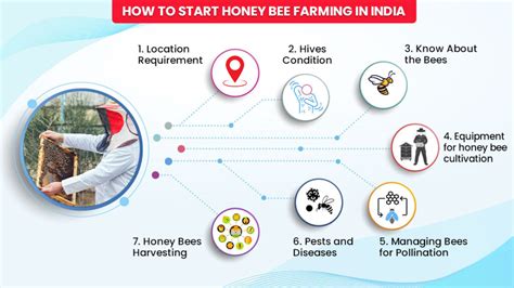 Honey Bee Farming in India - Guide to Start a Honey Bee Farm