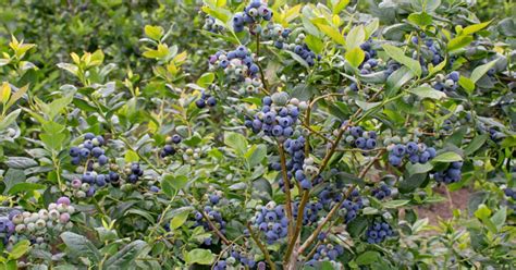 Aurora Blueberry Growing & Care - The Garden Magazine