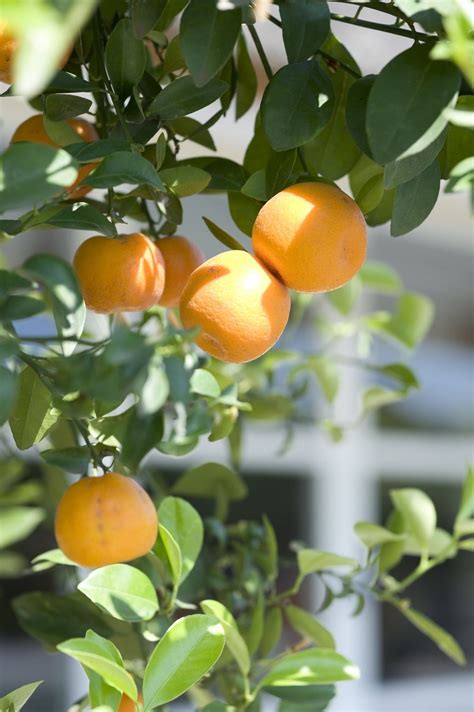 Citrus | Tuin, Stijl