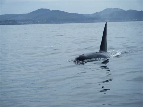 www.whalestaildepoebay.com Whale watching aboard the Whales Tail in Depoe Bay, Oregon | Whale ...