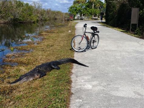 Shark Valley Trail, Everglades, FL Top 10 Biking. E-Z Map. 40+ Photos. 100FloridaTrails.com