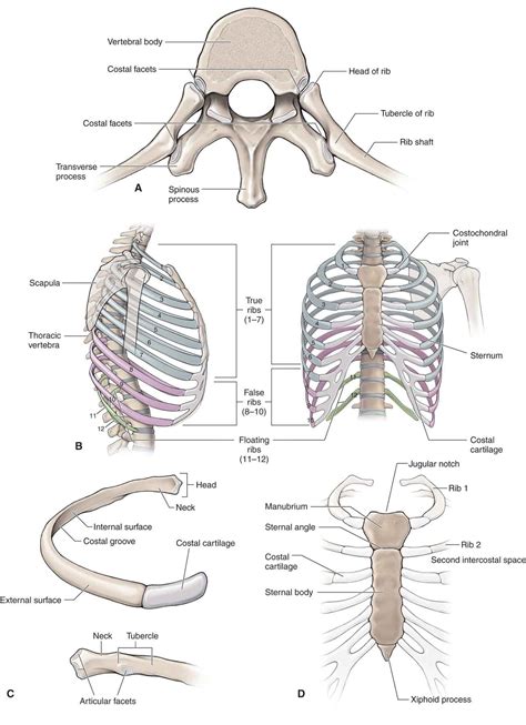 Thoracic Vertebrae Anatomy And Pathology Kenhub | Porn Sex Picture