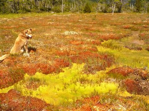 Mire and wetland vegetation of southern Chile – Turberas de Chile