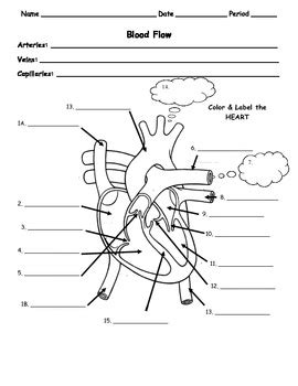 Blood Flow Worksheet Answers