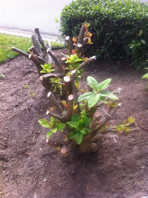 Landscaping and Property Maintenance - Rhododendron pruning 101 ...