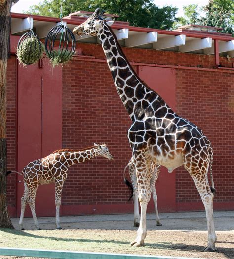 Denver Zoo 67 Giraffe by Falln-Stock on DeviantArt