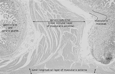 HLS [ Digestive System: Alimentary Canal, pyloro/duodenal junction, pyloric sphincter] MED MAG ...