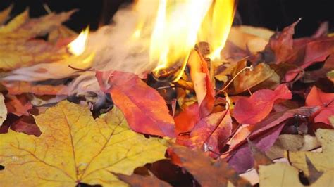 Burning Autumn Leaves. Fire Burning Dry Leaf, Stock Footage | VideoHive