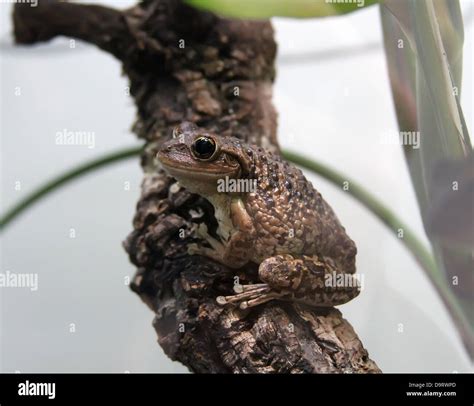 Brown Tree Frog Stock Photo - Alamy