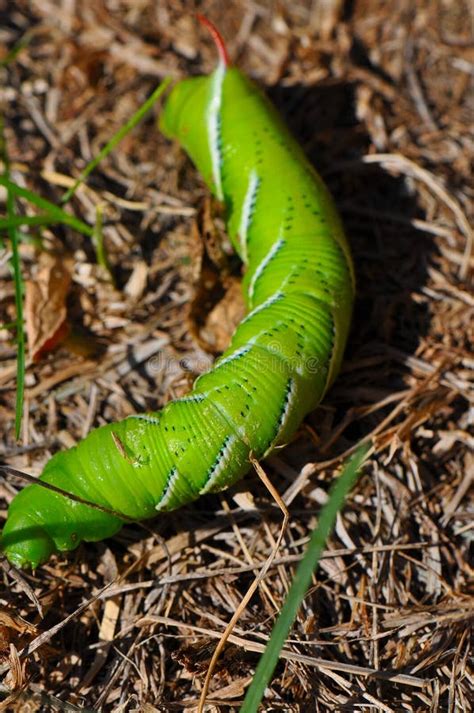 Green tomato worm stock image. Image of worm, large, pest - 16344195