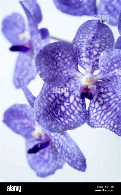 Blue Vanda orchid Stock Photo - Alamy