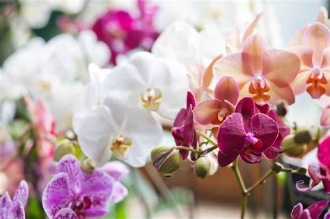 Orchid Blooming Guide: What You Need to Know to Get Started