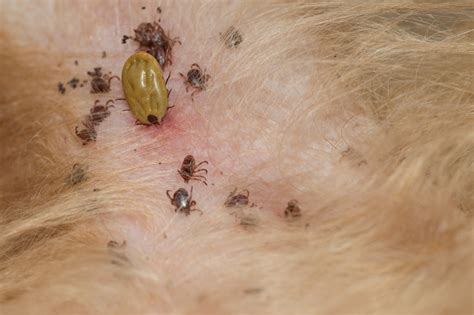 A Dog Owner’s Guide to Tick-Borne Diseases - Best Friends Veterinary Care