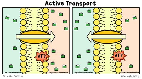 The Amoeba Sisters — Active Transport GIF created by the Amoeba Sisters...