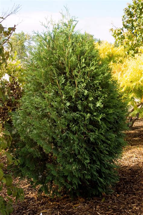 Technito Arborvitae - Plant Library - Pahl's Market - Apple Valley, MN