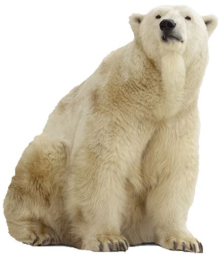 Polar Bear Transparent HQ PNG Download | FreePNGimg