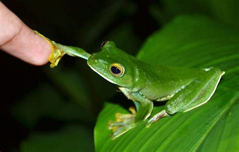 Malabar Flying Frog Facts and Pictures