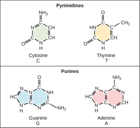 What are the four bases of DNA? | Socratic