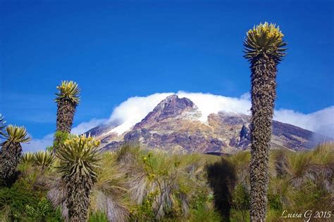 Tripadvisor | Trekking dans le parc naturel national de Los Nevados proposé par RIOS DE LOS ...