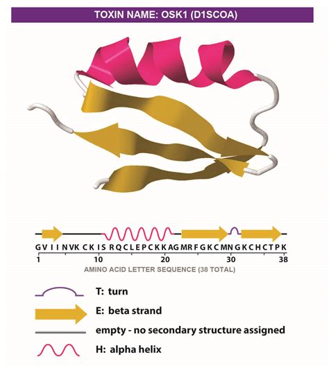 Amino Acid Model