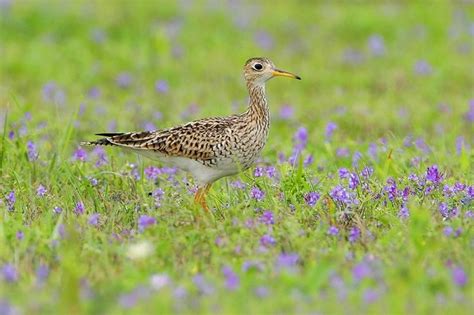 Upland Sandpiper | Bird Gallery | Houston Audubon