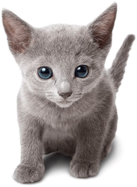 Russian Blue Home - Russian Blue kitten for sale