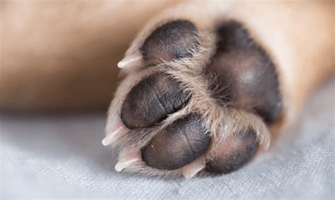 How To Treat Common Paw Problems In Dogs | Westfield Vet