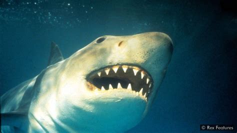 Jaws Shark Attack
