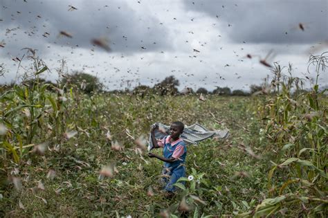 Locusts, COVID-19, flooding pose 'triple threat' in Africa