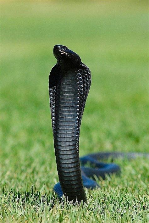 Black cobra …, indian king cobra snake HD phone wallpaper | Pxfuel