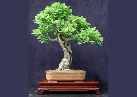 Care guide for the Oak Bonsai tree (Quercus) - Bonsai Empire