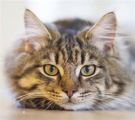 Preparing a cat for a vet visit | Weatherford Daily News