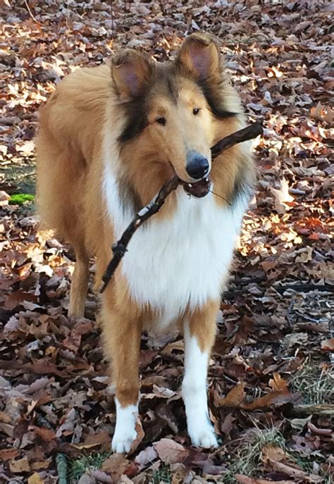 Smooth Collie Puppies Near Me - Beautiful AKC Collie Puppies (Lassie type)Updated 3-5-15 ...