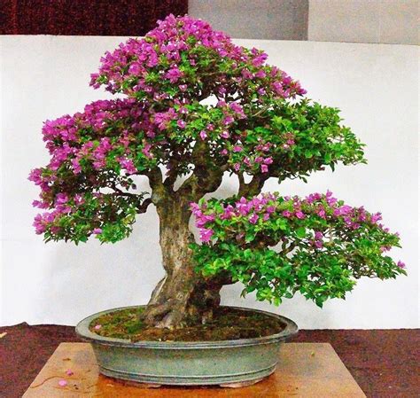 Bougainvillea bonsai with great trunk... | Bougainvillea bonsai, Bonsai, Flowering bonsai tree