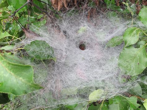Funnel Web Spider Web | OakleyOriginals | Flickr