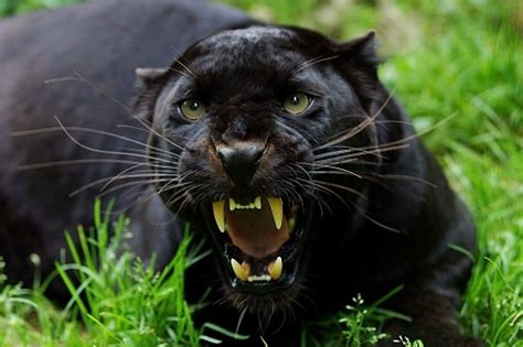 Black Panther Panthera Pardus Adult Snarling In Defensive Posture Stock Photo - Download Image ...