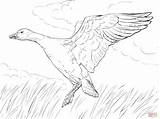 Goose Coloring Pages  Learny Kids sketch template