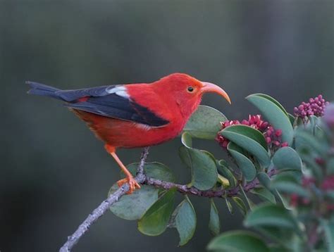 I’iwi – birdfinding.info