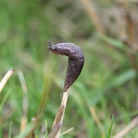 Slug Parts | College of Agricultural Sciences