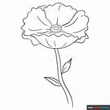 Poppy Flower Printable Coloring Pages  Best Site sketch template
