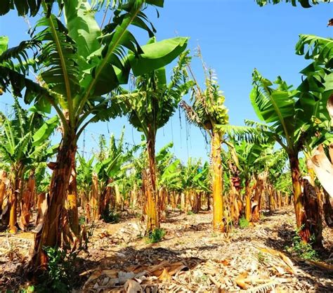 Banana Plantation — Stock Photo © ggkuna #1595451